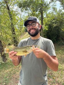 Largemouth Bass