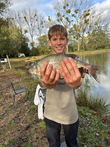 Crucian Carp