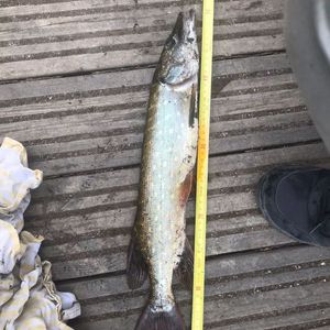 Northern Pike