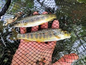 Brown Trout