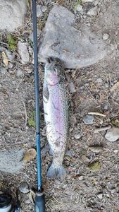 Rainbow Trout