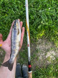 Brown Trout
