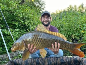 Common Carp