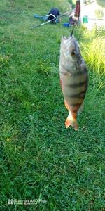 European Perch