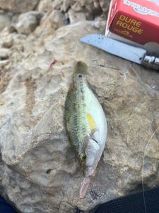 Axillary Wrasse