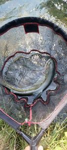 Rainbow Trout