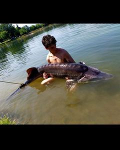 Sturgeon