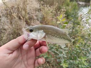 Largemouth Bass