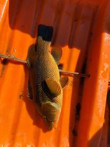 Ballan Wrasse