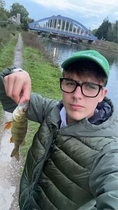 European Perch