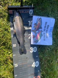 Rainbow Trout