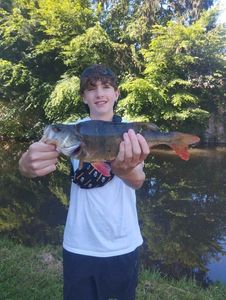 European Perch