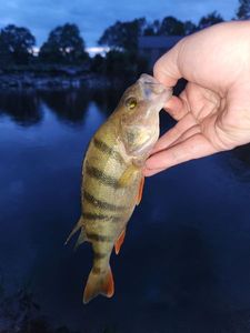 European Perch