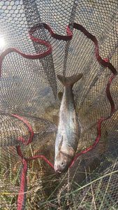 Grayling