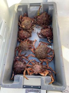 European Spider Crab