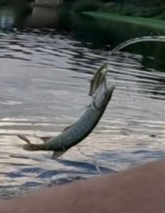 Northern Pike