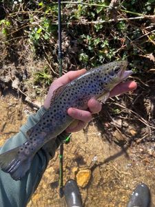 Brown Trout