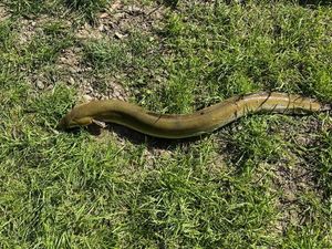 European Eel (Common Eel)