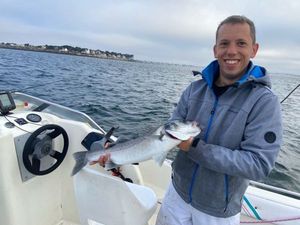 European Bass (Seabass)