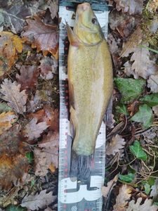 Tench