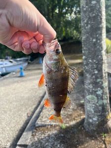 European Perch