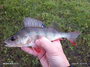 European Perch