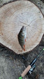European Perch