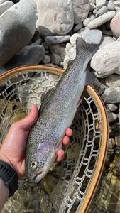 Rainbow Trout