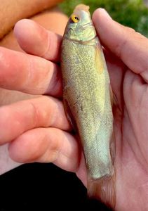 Tench