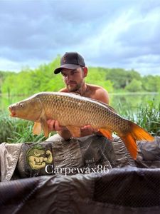 Common Carp