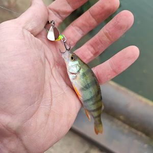 European Perch