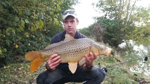 Common Carp