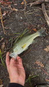 Largemouth Bass
