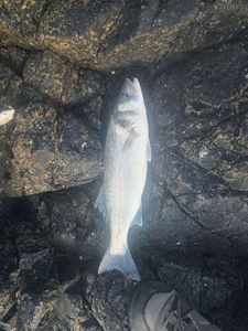 European Bass (Seabass)