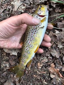 Brown Trout