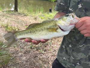 Smallmouth Bass