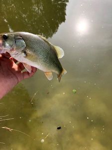 Largemouth Bass