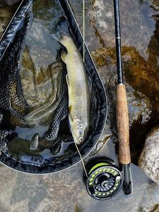 Brown Trout