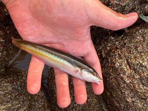 Mediterranean Rainbow Wrasse