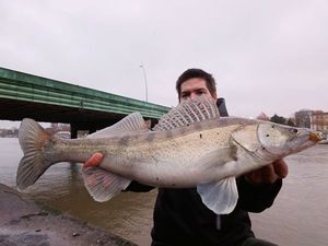 Zander