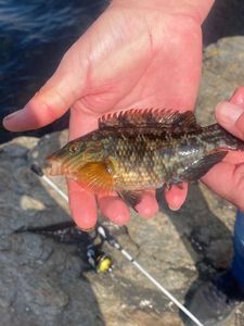 Corkwing Wrasse