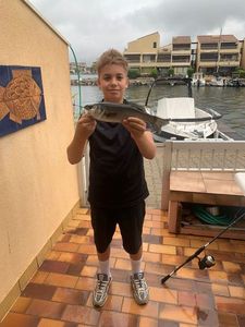 European Bass (Seabass)