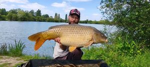 Common Carp