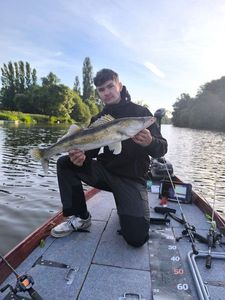 Zander