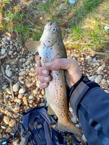 Brown Trout