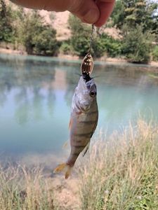 European Perch
