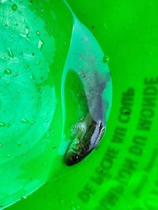 Ruffe