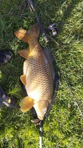 Common Carp