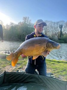 Mirror Carp
