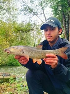 Barbel
